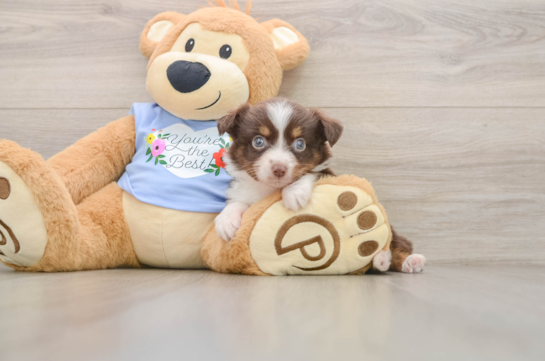 Mini Aussie Puppy for Adoption
