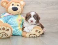 7 week old Mini Aussie Puppy For Sale - Fairfield Furbabies