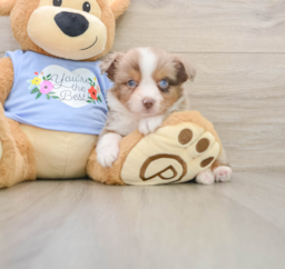 5 week old Mini Aussie Puppy For Sale - Fairfield Furbabies
