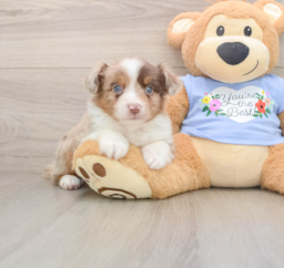5 week old Mini Aussie Puppy For Sale - Fairfield Furbabies
