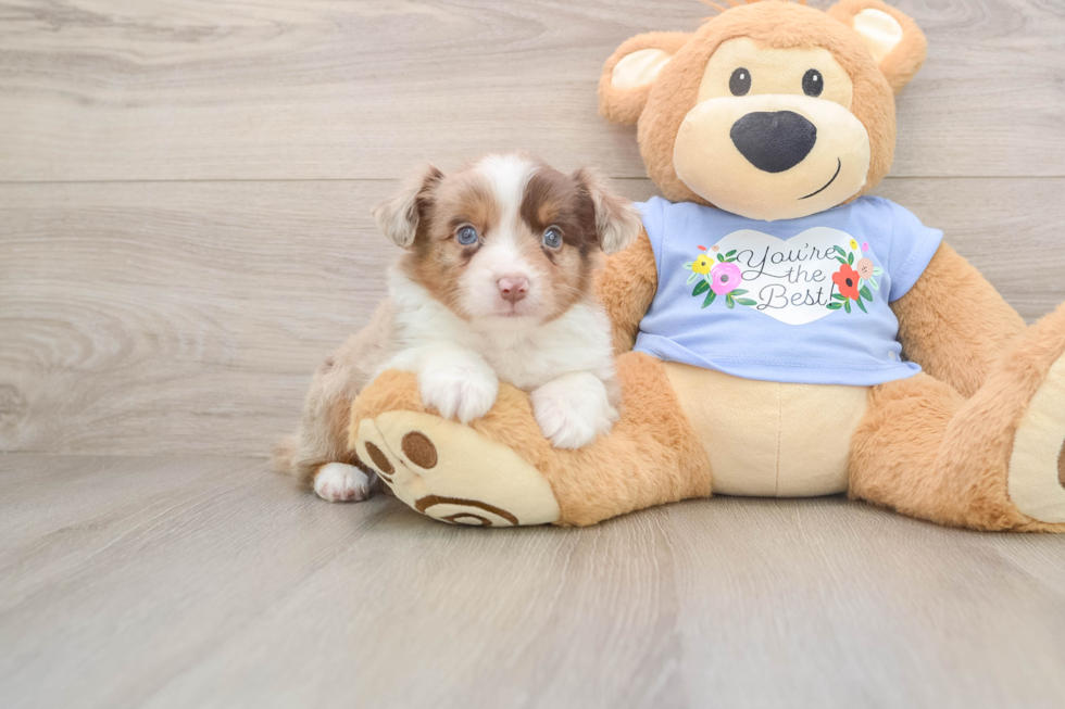 Mini Aussie Puppy for Adoption