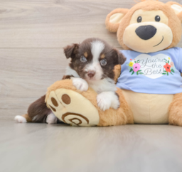 5 week old Mini Aussie Puppy For Sale - Fairfield Furbabies