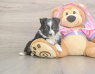 7 week old Mini Aussie Puppy For Sale - Fairfield Furbabies