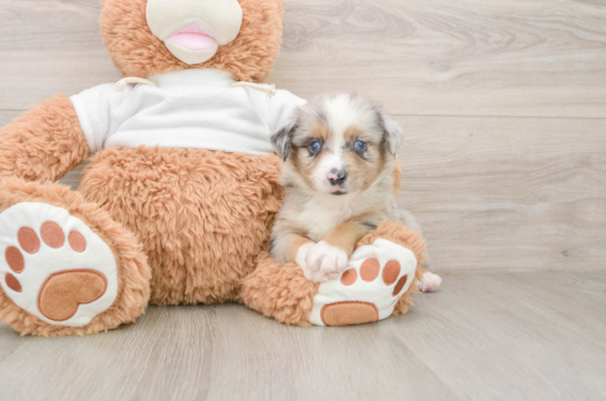 Fluffy MAS Purebred Puppy
