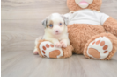 Cute Mini Australian Shepherd Purebred Puppy