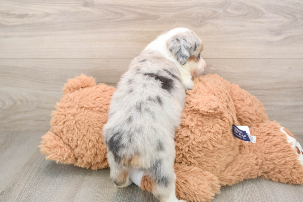 Mini Aussie Puppy for Adoption