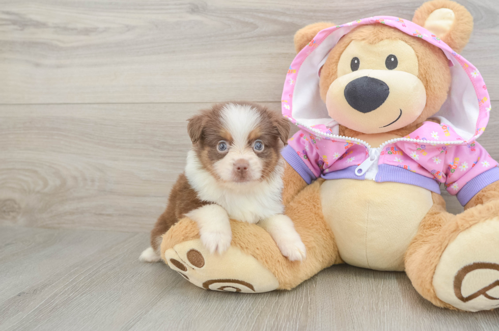 9 week old Mini Aussie Puppy For Sale - Fairfield Furbabies