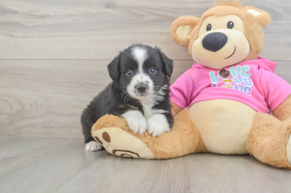 5 week old Mini Aussie Puppy For Sale - Fairfield Furbabies