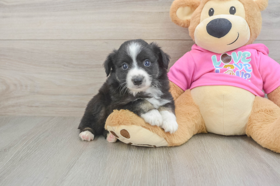 5 week old Mini Aussie Puppy For Sale - Fairfield Furbabies