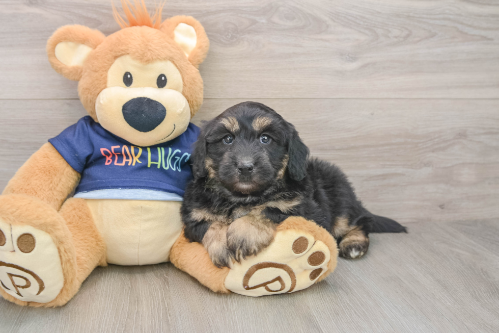 Cute Mini Aussiedoodle Baby