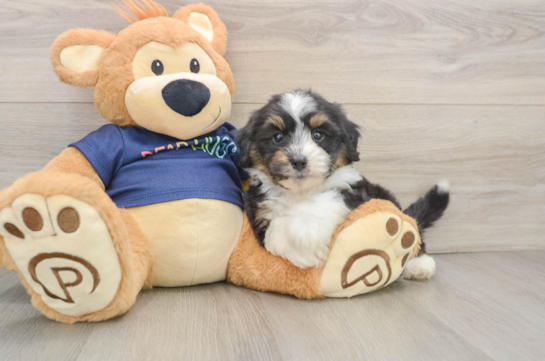 ALADDIN, a Mini Aussiedoodle littermate