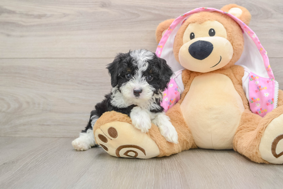 Mini Aussiedoodle Pup Being Cute