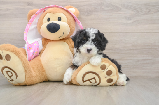 Petite Mini Aussiedoodle Poodle Mix Pup