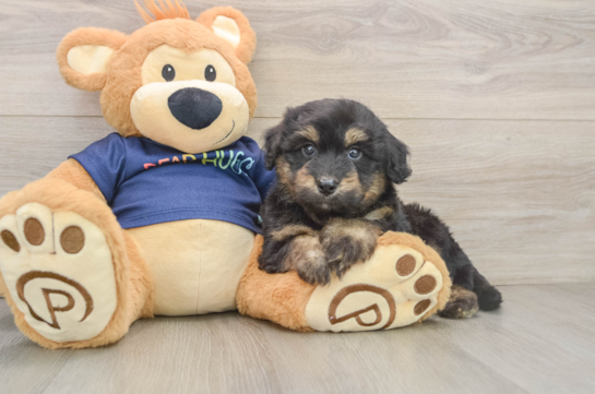 ALONZO, a Mini Aussiedoodle littermate
