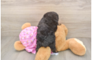 Mini Aussiedoodle Puppy for Adoption