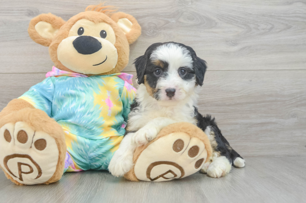 7 week old Mini Aussiedoodle Puppy For Sale - Fairfield Furbabies
