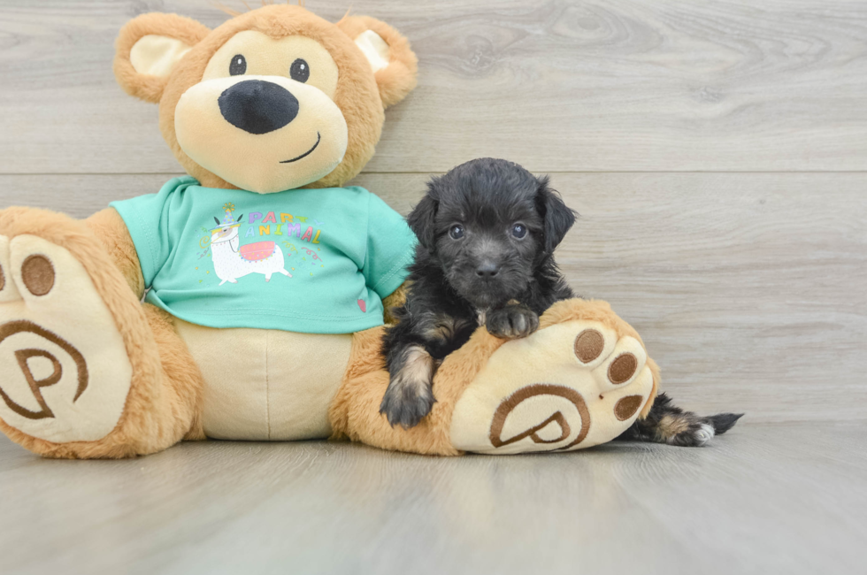 5 week old Mini Aussiedoodle Puppy For Sale - Fairfield Furbabies