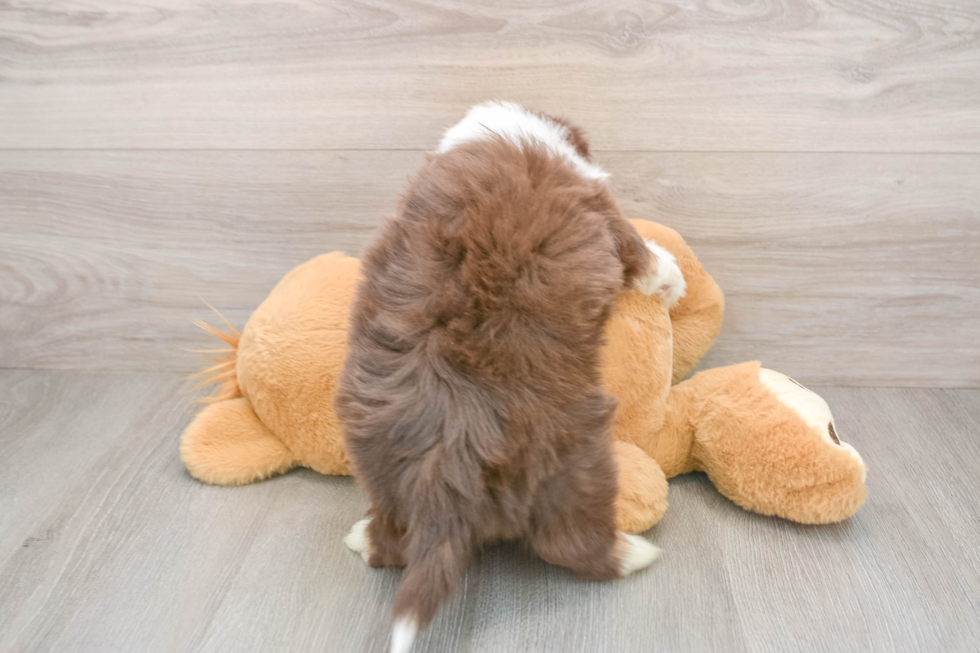 Mini Aussiedoodle Pup Being Cute