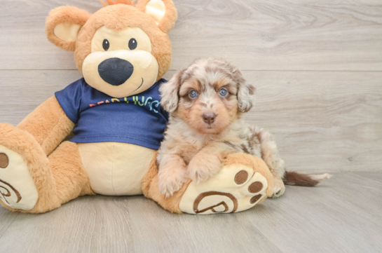 ANDRE, a Mini Aussiedoodle littermate