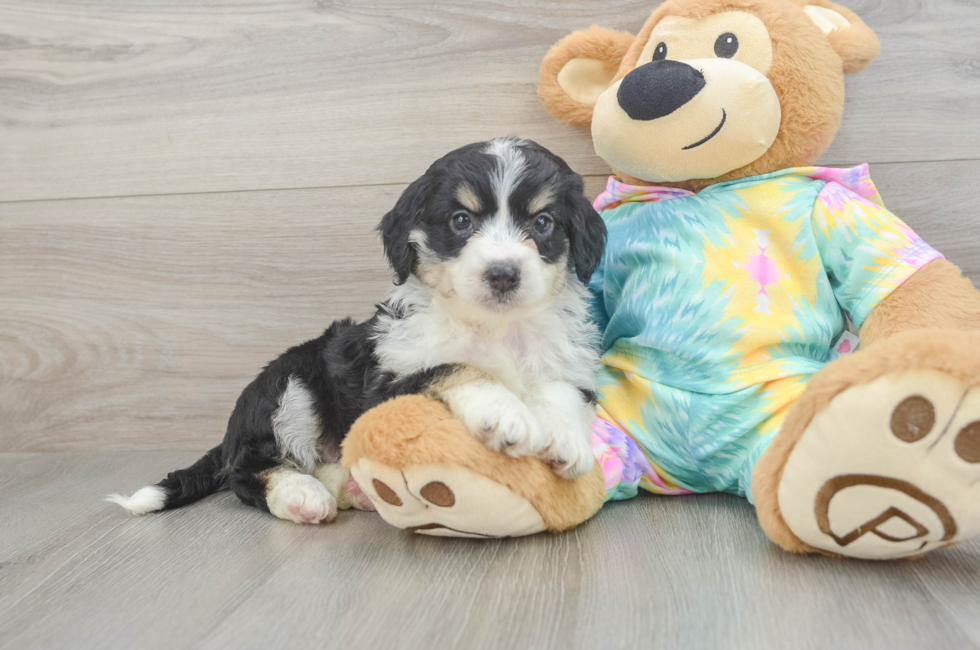 7 week old Mini Aussiedoodle Puppy For Sale - Fairfield Furbabies