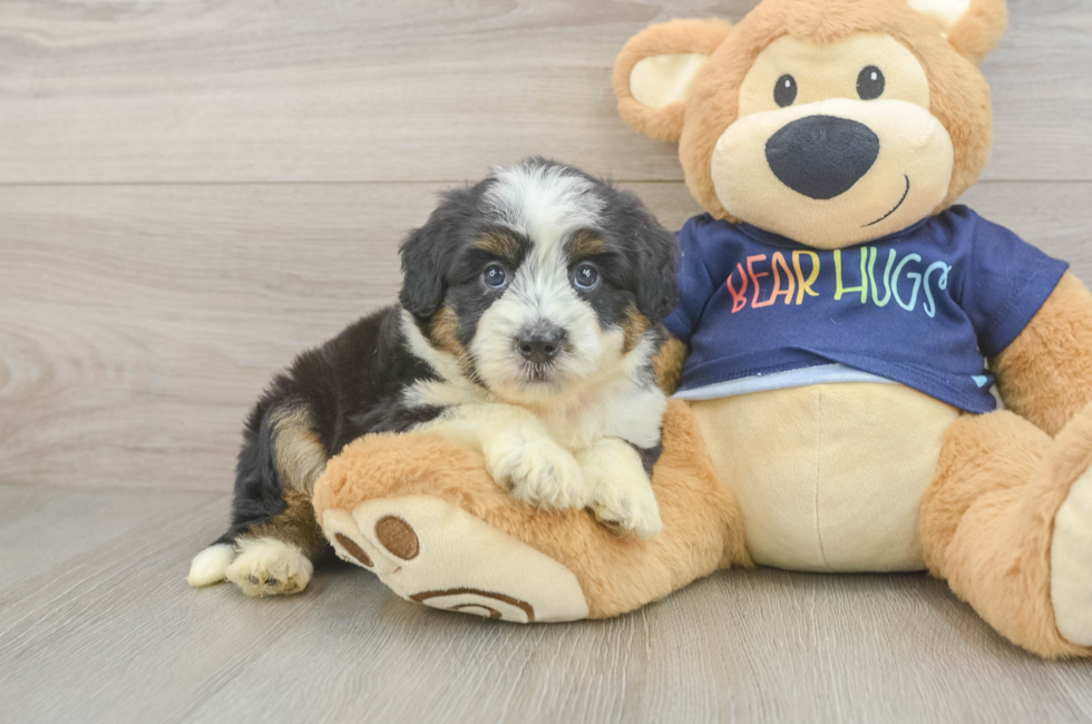 7 week old Mini Aussiedoodle Puppy For Sale - Fairfield Furbabies