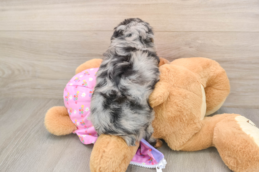 Energetic Aussiepoo Poodle Mix Puppy