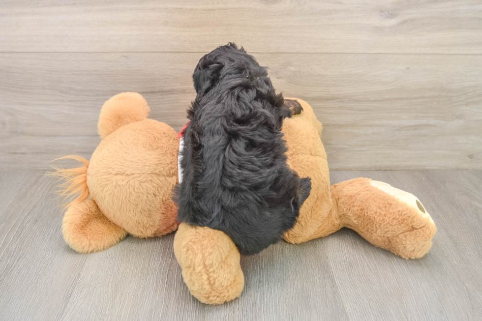 Energetic Aussiepoo Poodle Mix Puppy