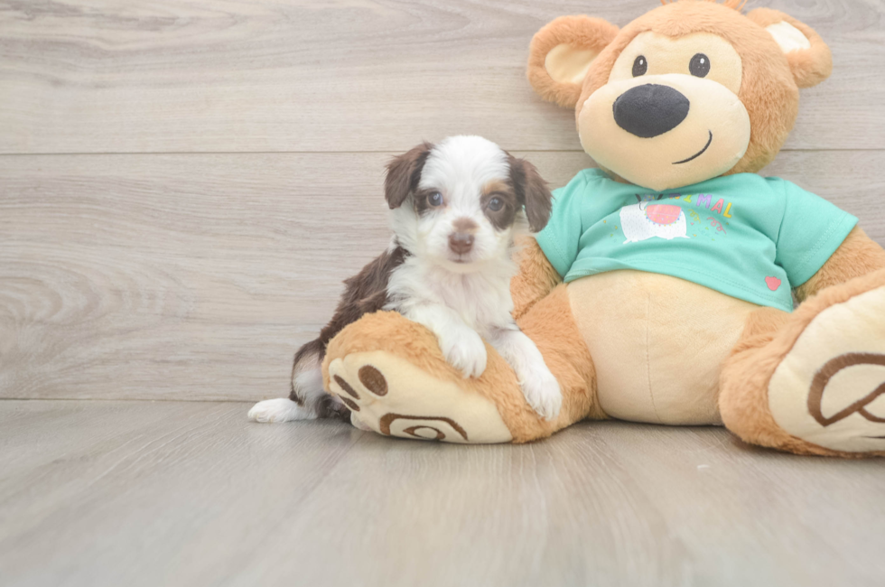 7 week old Mini Aussiedoodle Puppy For Sale - Fairfield Furbabies