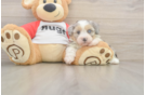 Friendly Mini Aussiedoodle Baby