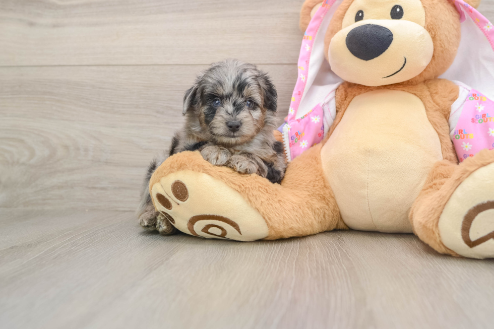 Energetic Aussiepoo Poodle Mix Puppy