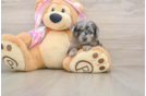 Adorable Aussiepoo Poodle Mix Puppy