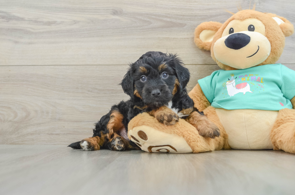 5 week old Mini Aussiedoodle Puppy For Sale - Fairfield Furbabies