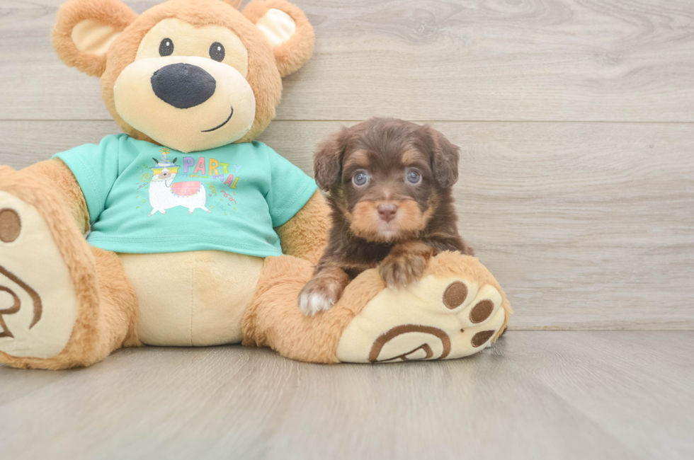 6 week old Mini Aussiedoodle Puppy For Sale - Fairfield Furbabies