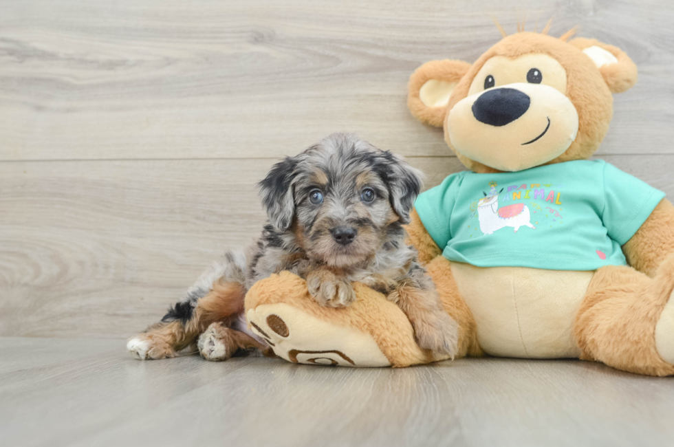 5 week old Mini Aussiedoodle Puppy For Sale - Fairfield Furbabies