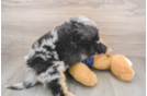 Energetic Aussie Poo Poodle Mix Puppy