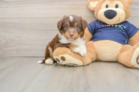 ASHTON, a Mini Aussiedoodle littermate