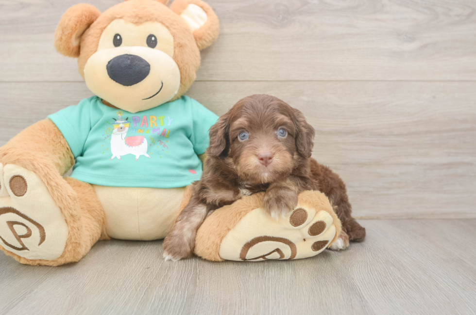 6 week old Mini Aussiedoodle Puppy For Sale - Fairfield Furbabies