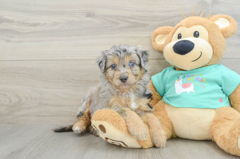 5 week old Mini Aussiedoodle Puppy For Sale - Fairfield Furbabies