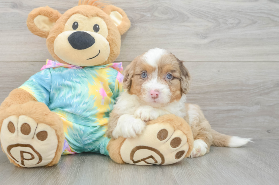 7 week old Mini Aussiedoodle Puppy For Sale - Fairfield Furbabies