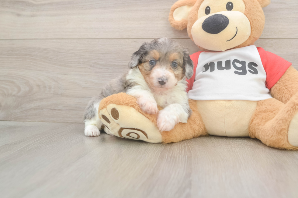 7 week old Mini Aussiedoodle Puppy For Sale - Fairfield Furbabies