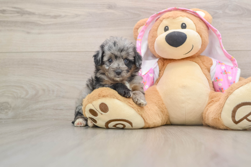 Mini Aussiedoodle Puppy for Adoption