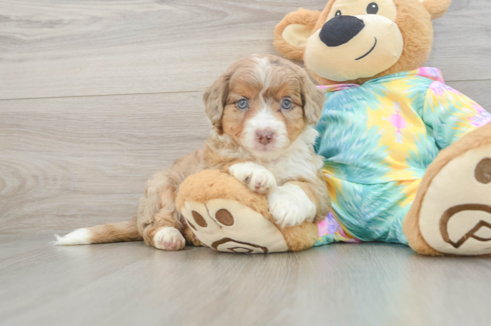 7 week old Mini Aussiedoodle Puppy For Sale - Fairfield Furbabies