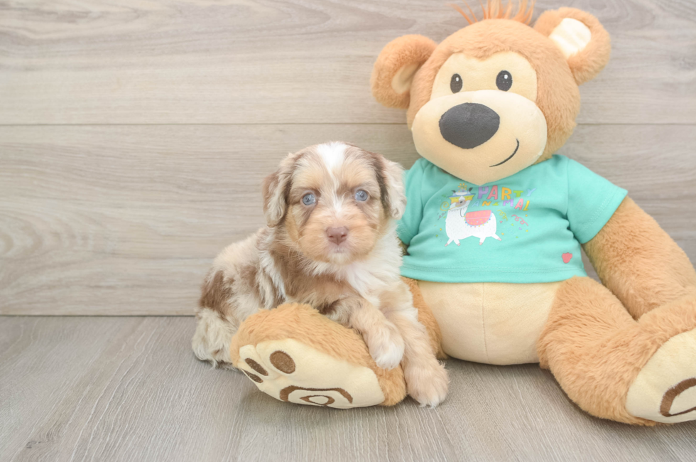 6 week old Mini Aussiedoodle Puppy For Sale - Fairfield Furbabies