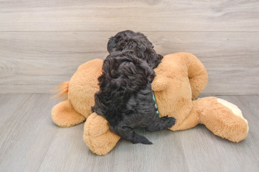 Funny Mini Aussiedoodle Poodle Mix Pup