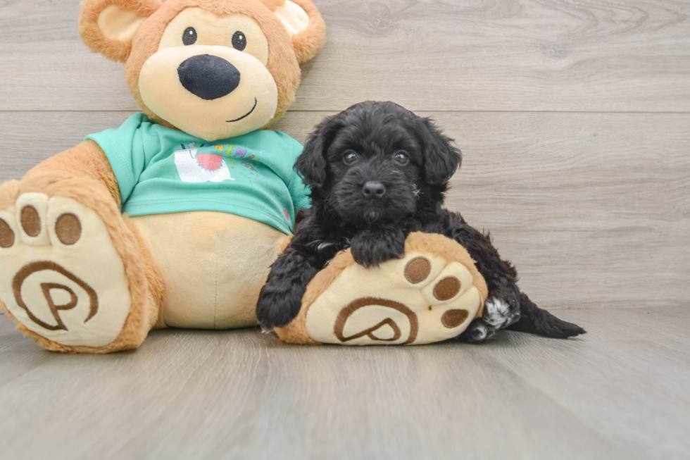 Popular Mini Aussiedoodle Poodle Mix Pup