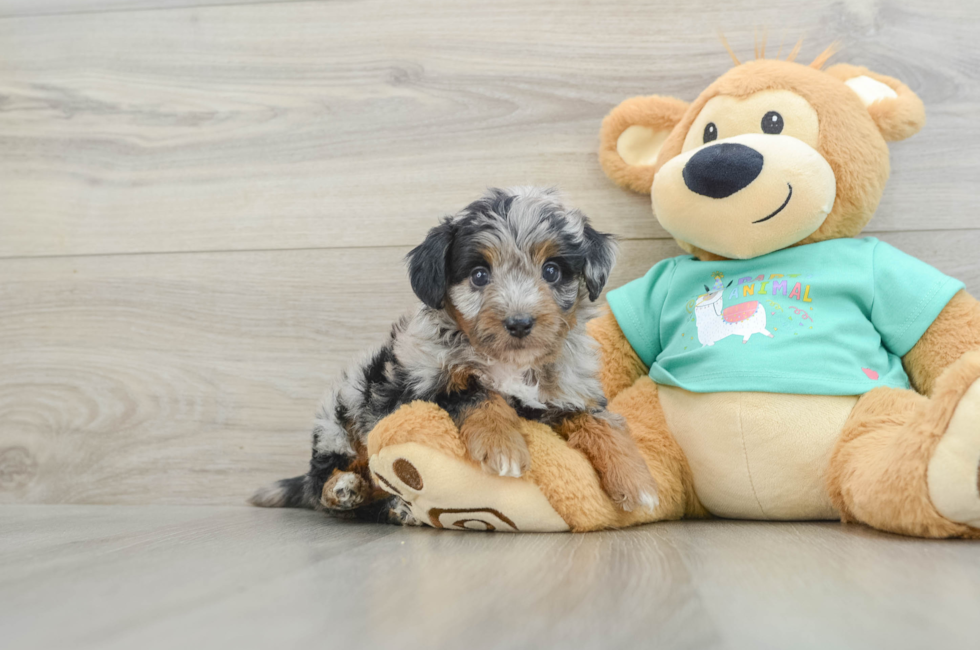 5 week old Mini Aussiedoodle Puppy For Sale - Fairfield Furbabies