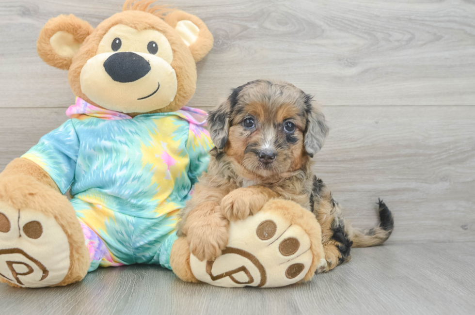 7 week old Mini Aussiedoodle Puppy For Sale - Fairfield Furbabies
