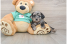 Mini Aussiedoodle Pup Being Cute