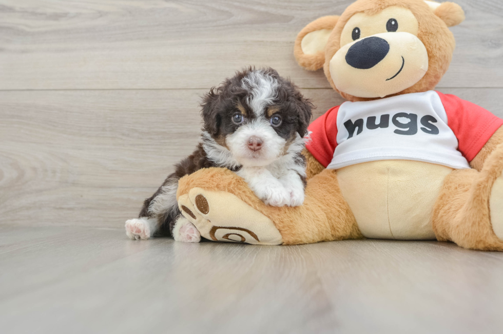6 week old Mini Aussiedoodle Puppy For Sale - Fairfield Furbabies