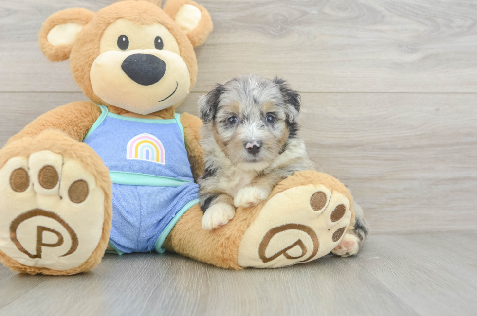 5 week old Mini Aussiedoodle Puppy For Sale - Fairfield Furbabies